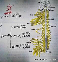 全身静脉血管分布图